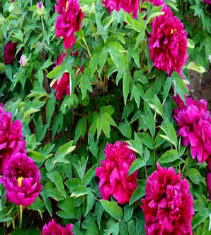 菏泽的市花是牡丹吗，牡丹在那些城市是市花