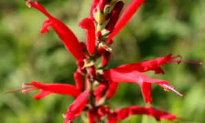 红花鼠尾草花语，鼠尾草花语歌曲