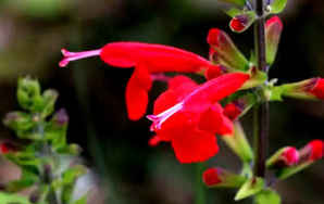 红花鼠尾草花语，鼠尾草花语歌曲