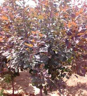 美国红栌树苗种子种植催芽方法，红栌树种子种植技术