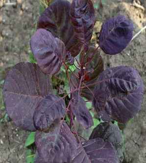 红栌树种子种植后多久开花，红栌种植方法图解