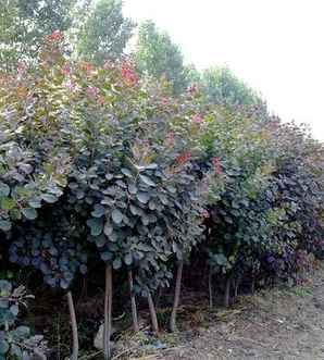 红栌树种子种植后多久开花，红栌种植方法图解