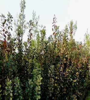 美国红栌树苗种子种植催芽方法，红栌树种子种植方法
