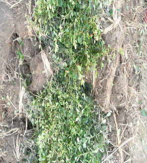 沭阳大型的火棘种植基地，火棘基地