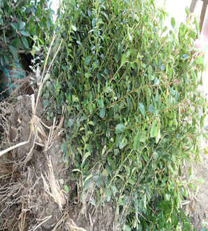 沭阳大型的火棘种植基地，火棘基地