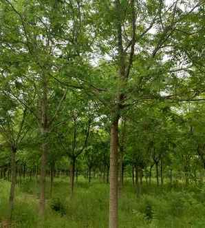 精品北栾基地，北栾基地