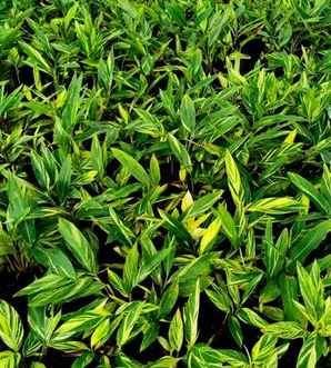 花叶良姜是观叶草本植物吗，花叶良姜是草本植物吗