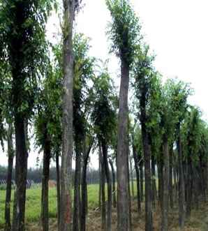 朴树的生长环境，朴树和榉树生长区别