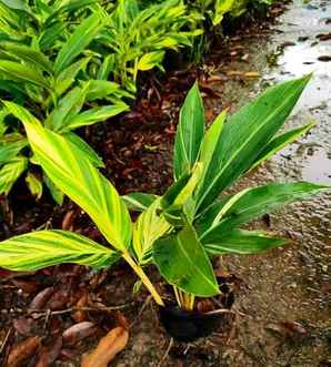花叶良姜的养殖方法视频，花叶良姜种植技术视频