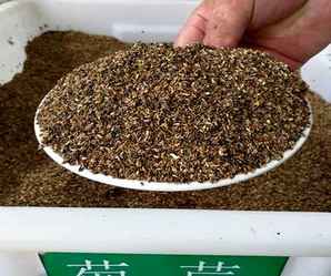 菊苣裸种批发多少钱，大叶菊苣种子多少钱一斤