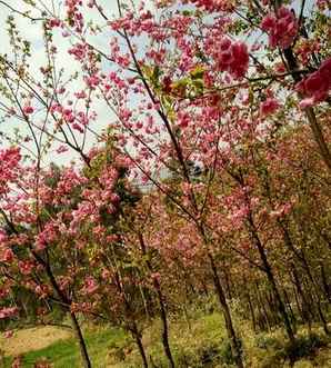 未来10年樱花市场前景怎样，冬樱花的市场前景