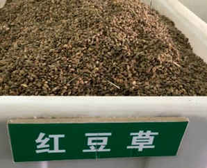 甘肃红豆草价格，红豆草批发多少钱