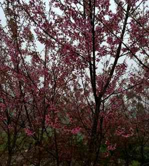 未来10年樱花市场前景怎样，冬樱花的市场前景