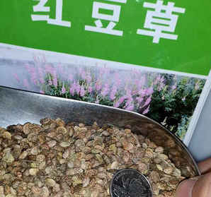 甘肃红豆草价格，红豆草批发多少钱