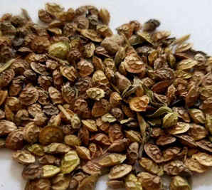 甘肃红豆草价格，红豆草批发多少钱