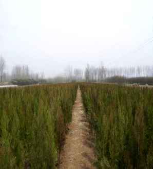 侧柏幼苗种植基地，侧柏种苗如何繁育