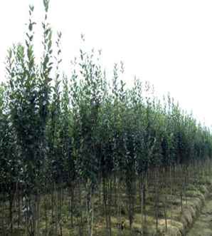 西府海棠价格区别，西府海棠最新价格