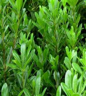 海桐的种植小苗，海桐小苗怎么培养活的快