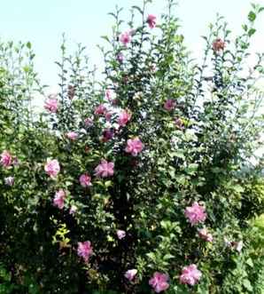 小木槿花卉基地直播间，木槿基地