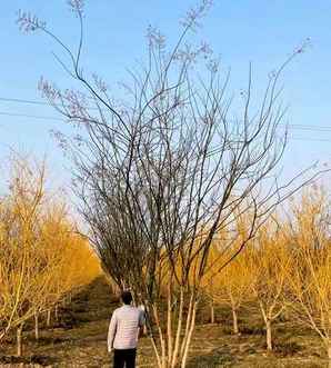 丛生国槐市场，涓涚敓鍥芥鍩哄湴