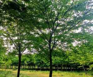 红榉种植效果，红榉树种子种植方法