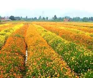 硫华菊种子怎么卖，北京硫华菊花种售卖