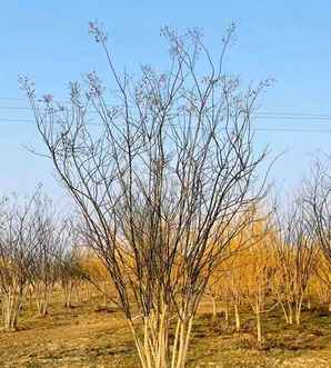 丛生国槐市场，涓涚敓鍥芥鍩哄湴