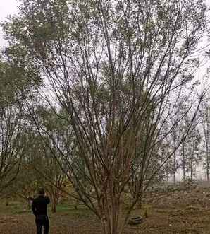 丛生国槐市场，涓涚敓鍥芥鍩哄湴