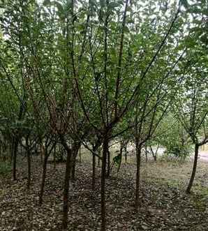 红梅树长什么样，红梅树分布区域