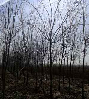 金叶国槐幼苗种植，金叶国槐小苗种植基地