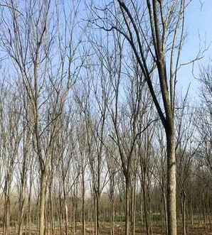 金叶国槐幼苗种植，金叶国槐小苗种植基地