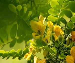 黄花槐多少钱一株，黄花槐价格