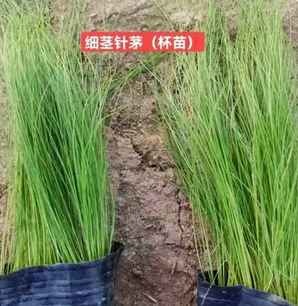 细茎针茅与细叶芒区别，细茎针茅是针叶芒吗