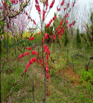 红叶红枝桃树品种图片，红叶桃树是什么品种