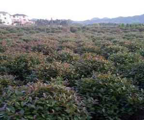 红叶石楠球高度，红叶石楠球冠幅米