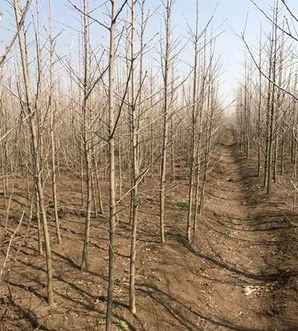 银杏种植基地，银杏种子种植