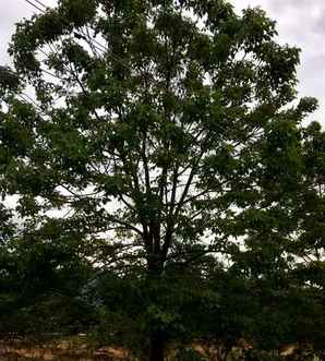 益阳重阳木苗木价格，重阳木苗木基地