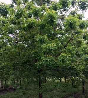 益阳重阳木苗木价格，重阳木苗木基地