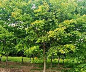 红榉树批发基地，红榉树植物基地在哪里