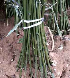早园竹最大的产地在哪里，江西早园竹价格