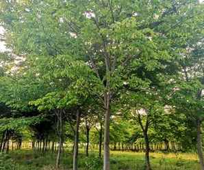 红榉树小苗基地在哪里，红榉树树苗种植密度