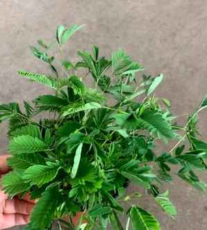 含羞草植物产地在哪里，含羞草的产地和特点