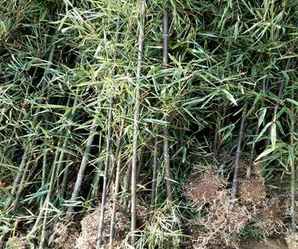 紫竹苗基地直销，紫竹苗基地