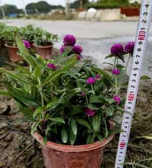 千日红鲜花的批发，千日红进口鲜花批发价格