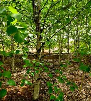 红桦树种子种植用什么土，红桦土壤要求