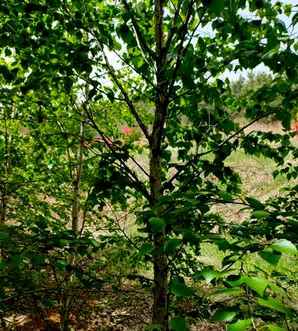 红桦树种子种植用什么土，红桦土壤要求