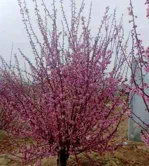 美人梅是桃花吗，美人梅是梅花吗