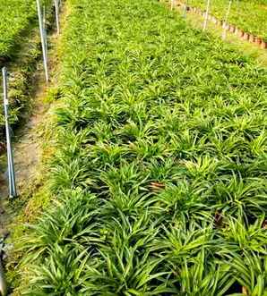 青兰基地，青兰种植场