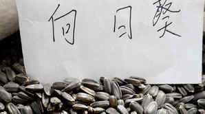 矮大头向日葵品种有哪些，矮大头向日葵能长多高