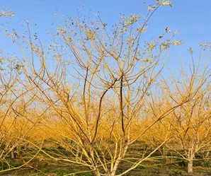 哪里有丛生金枝槐种植基地，金枝槐种植时间